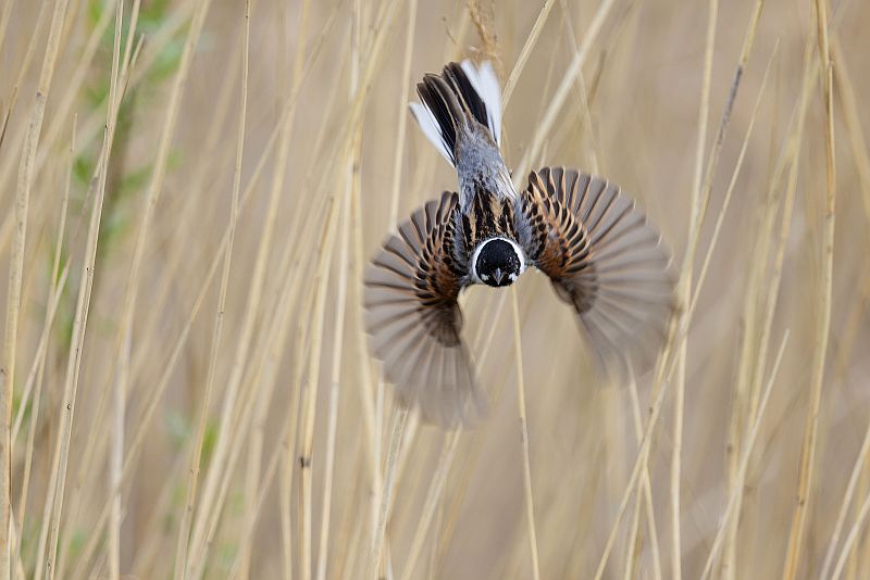Ogasawara-Reed-Bunting