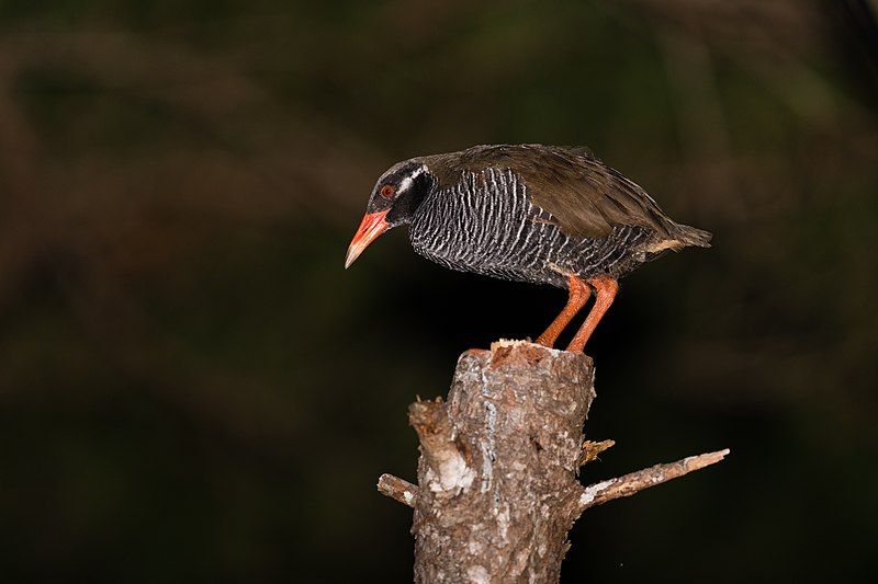 Okinawa-Rail