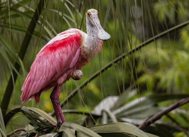 roseate-spoonbill