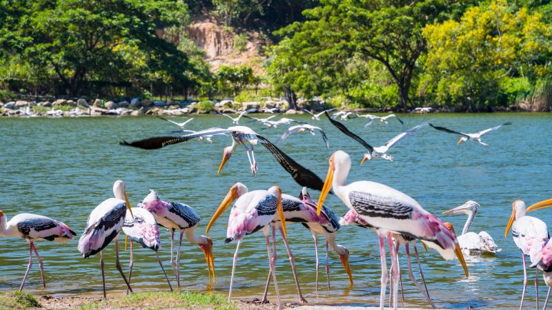 flock-of-painted-stork