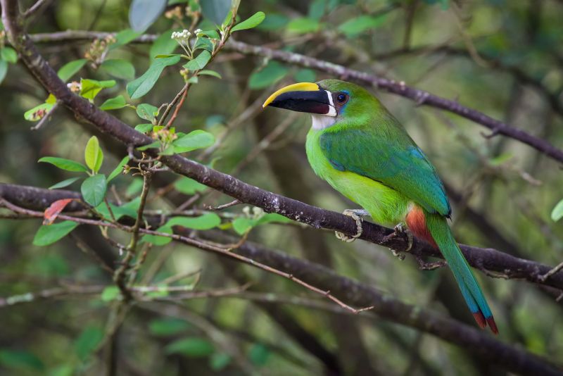 emerald-toucanet