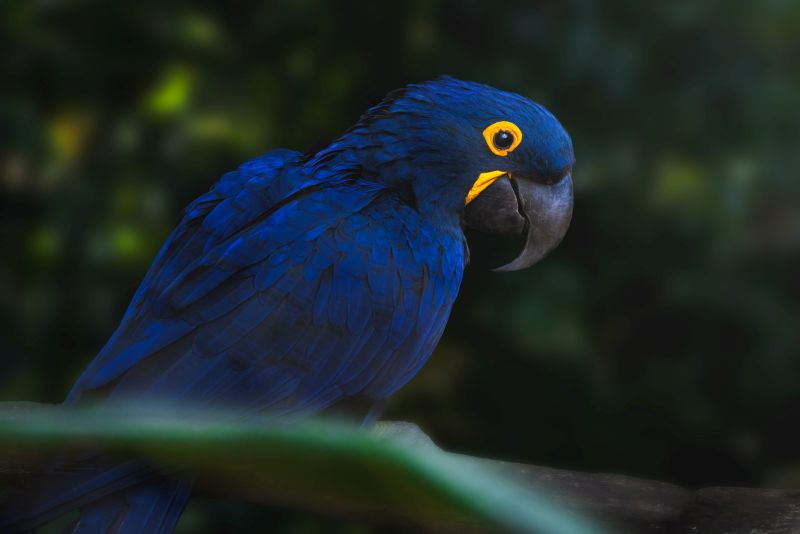 hyacinth-macaw