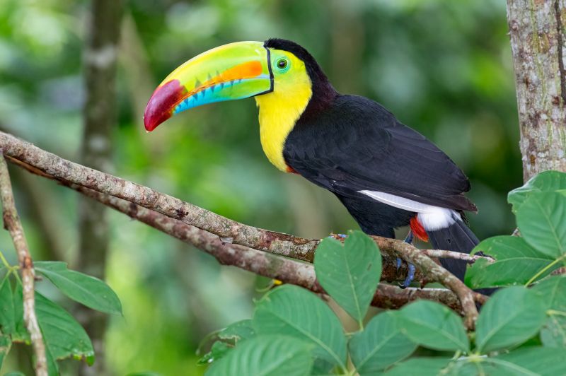 keel-billed-toucan