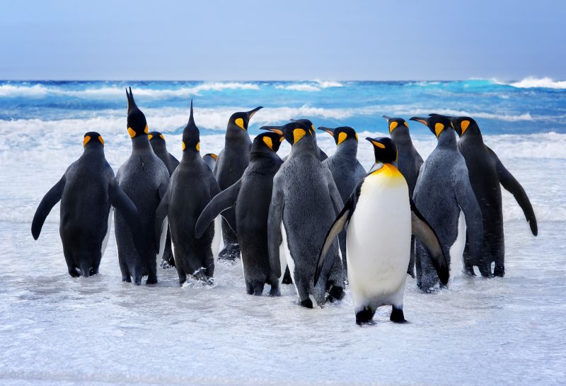 king-penguins