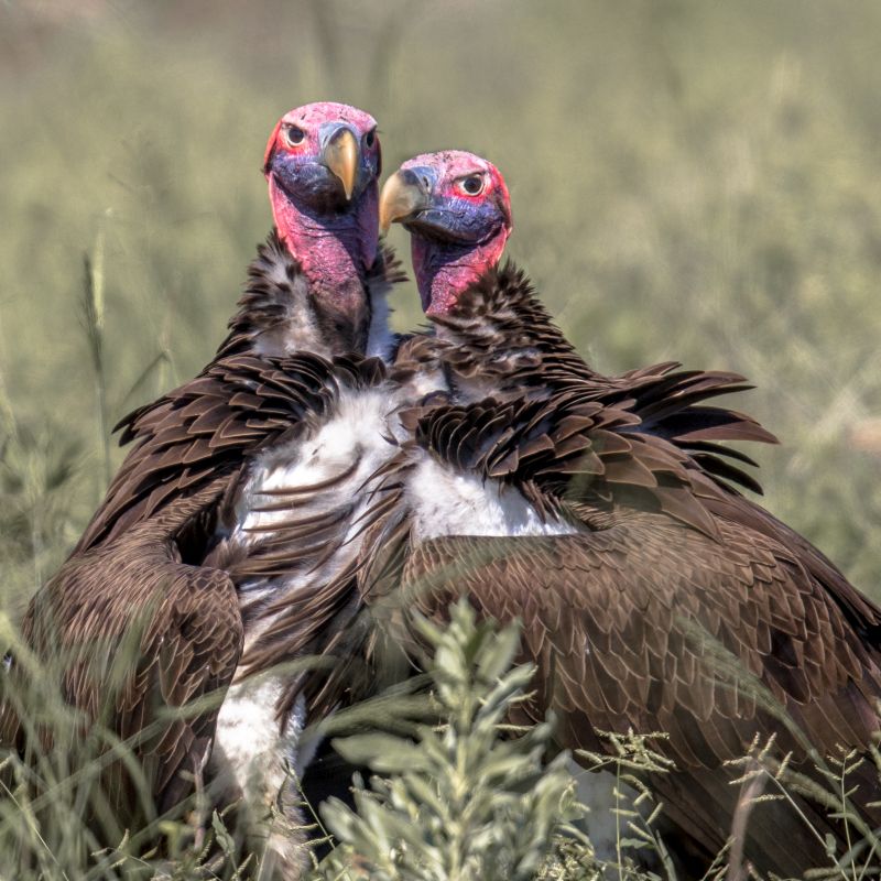 lappet-faced-vultures