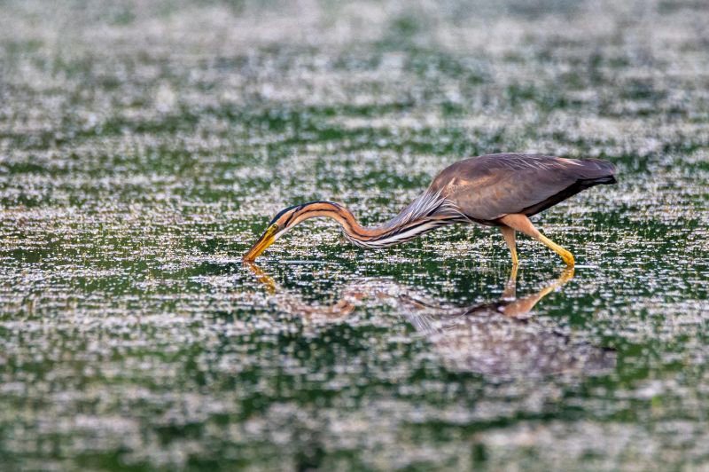 purple-heron
