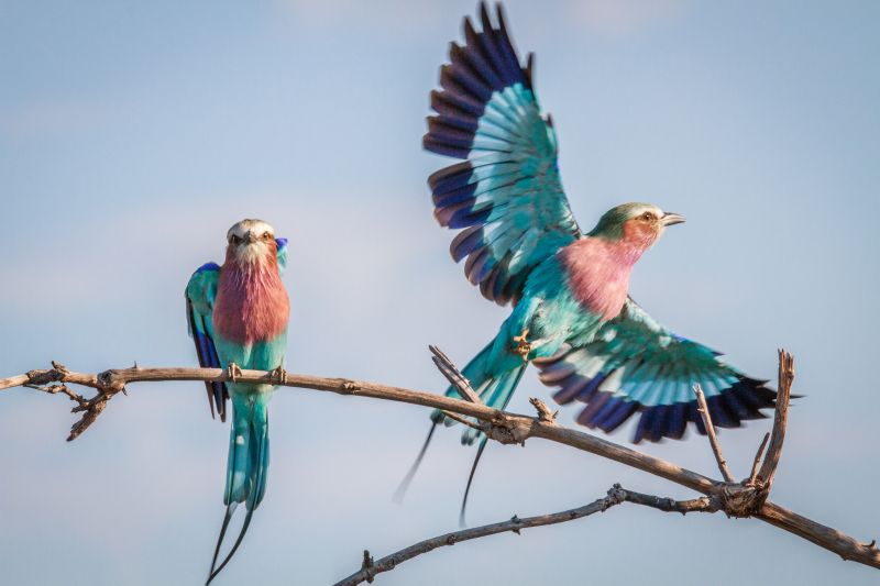lilac-breasted-rollers
