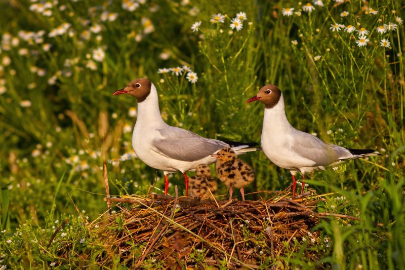 Adorable portrait of black-headed gull, chroicocephalus ridibundus, family nesting by the wild chamomile meadow. Group of birds among the flowers. Animal parents with their little chicks in the nest.