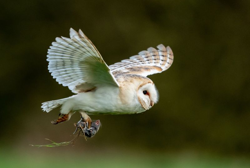 An alert barn owl is captured in mid-flight, with a small prey in its talons