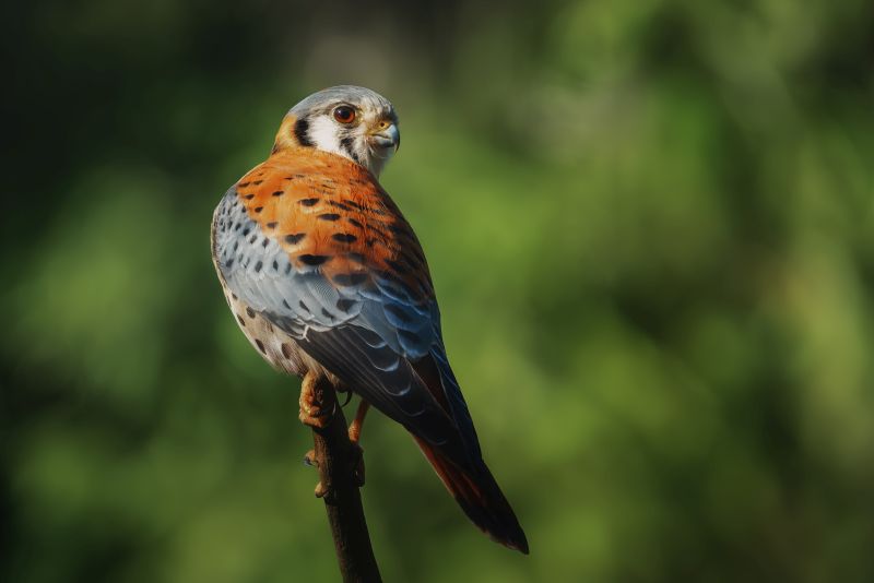 American Kestrel (Falco sparverius) - Bird of Prey