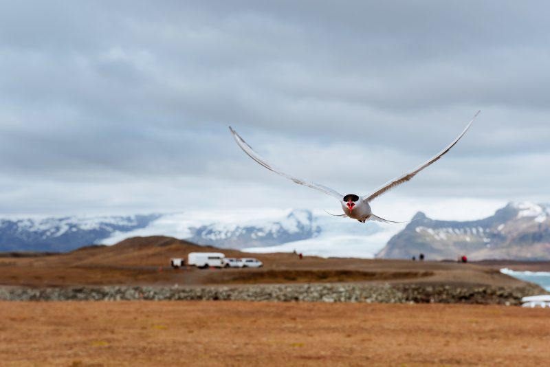 Arctic tern on white background - blue clouds
