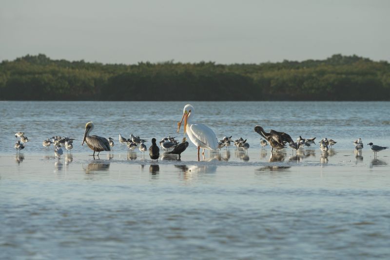 Aquatic Birds in water