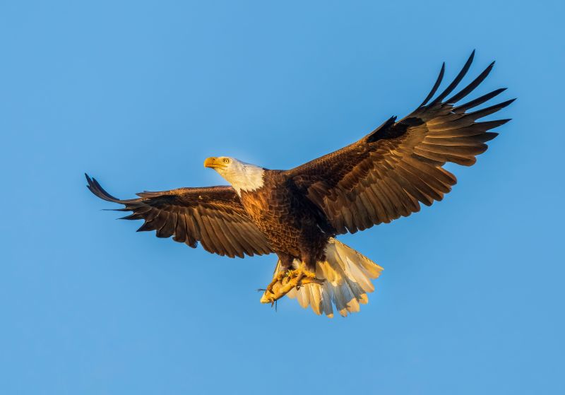 A bald eagle flying in the blue sky and holding a fish in sunny weather