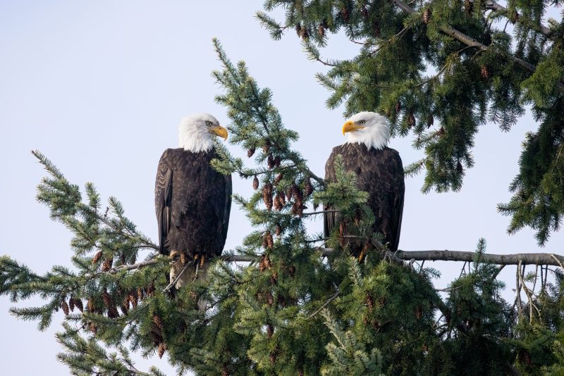 bald-eagles