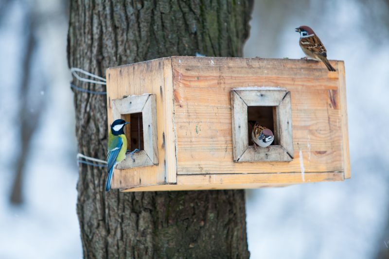 bird feeders. tree house for the birds. Bird feeder in winter park.