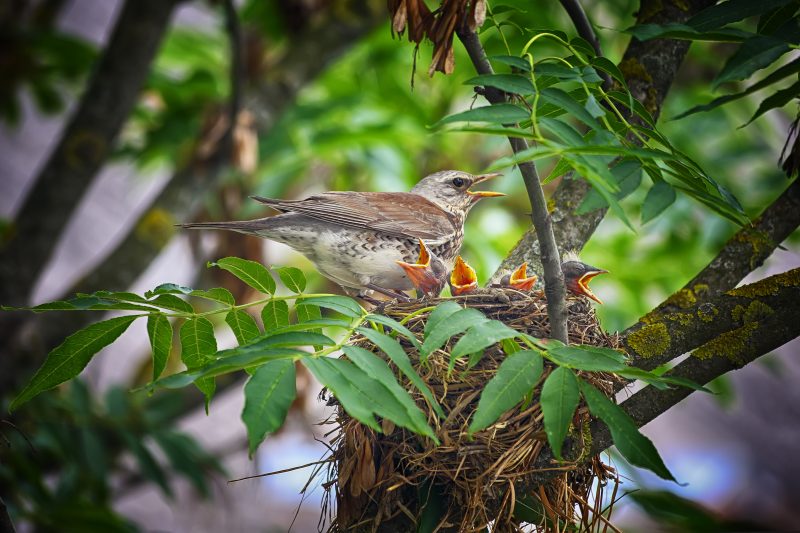 bird in the nest feeding their Pets. Close up shoot.