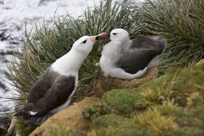 Black-browed Albatross Thalassarche melanophrys - mother and young at 'The Rookery' on Saunders Island in West Falkland in the Falkland Islands