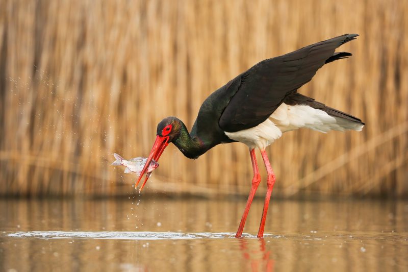Black stork, ciconia nigra, catching fish a in river in springtime nature. Dark long-legged animal fishing in marsh in spring. Wild bird hunting in water.