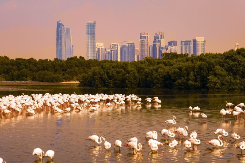 A closeup of flamingos at Ras al Khor wildlife sanctuary in Dubai, UAE