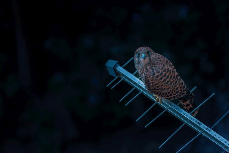 Common kestrel bird on TV aerial in urban surrounding at night, high angle view
