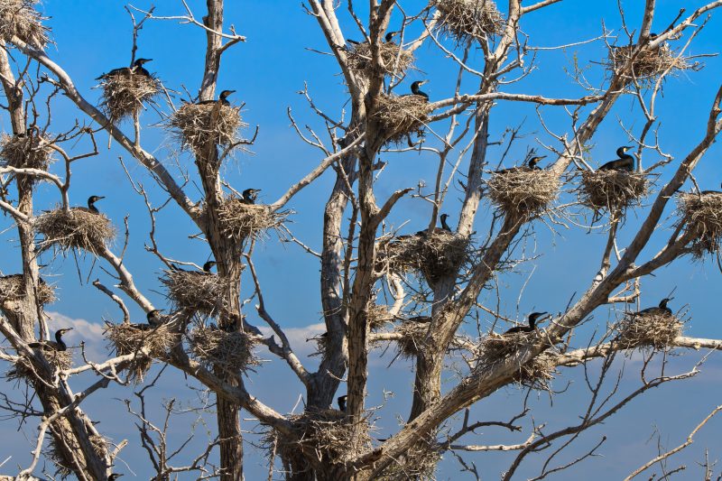 cormorant nests in a tree in Danube Delta