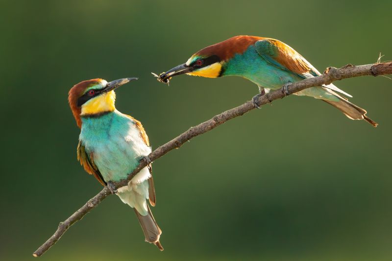 European bee-eater, merops apiaster, courting on twig in mating season. Backlit bird couple feeding on branch in summer nature. Colorful male animal passing insect into female's beak.