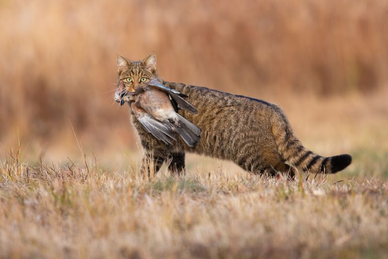 Fierce european wildcat, felis silvestris, holding dead bird in mouth in autumn. Hungry predator catching a prey on dry grass in fall. Stripped brown animal looking to the camera with killed jay on field.