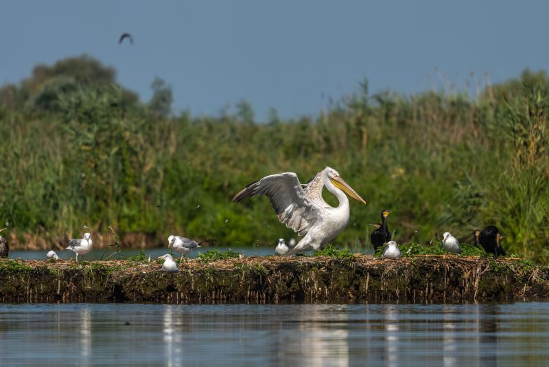 A flock of birds perched on the edge of a tranquil river, with their wings outstretched