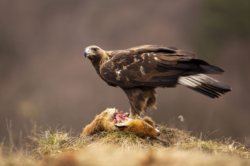 Golden eagle, aquila chrysaetos, standing on dead prey in autumn nature. Wild brown bird eating killed fox on dry grass in fall. Big winged animal looking on meadow.