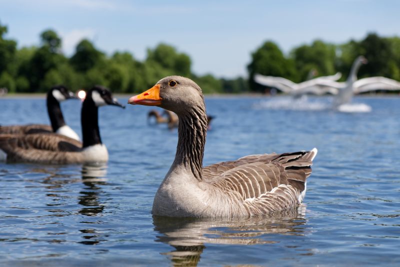 Goose floating on the lake in Hyde park, London. Two of swan are flying over the water in background. Nature and animal concept.