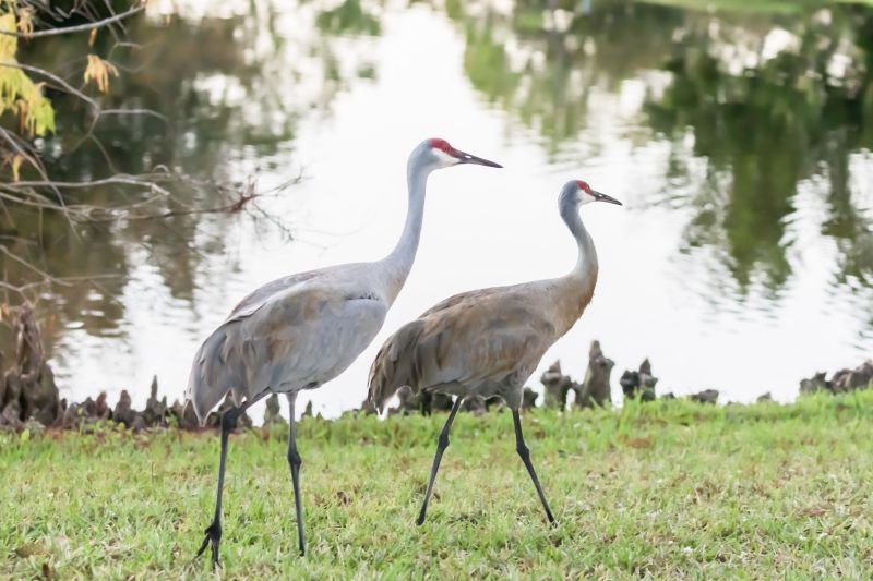 Two graceful Great Sandhill Cranes strutting across a lush and vibrant grassy landscape
