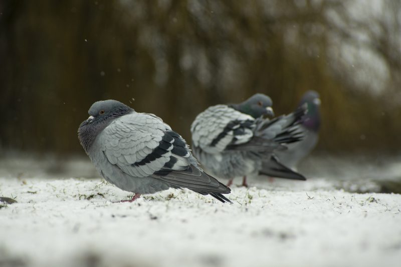 A group of pigeons outdoors during snowfall