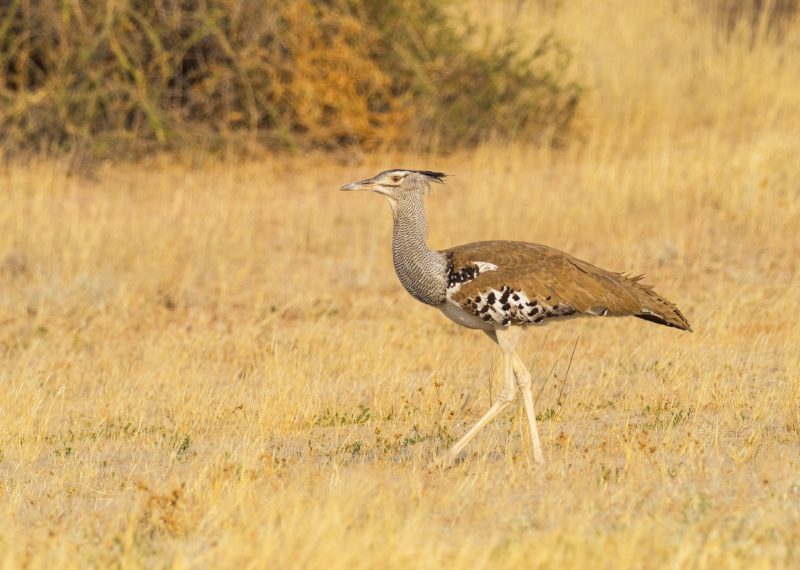 kori-bustard-natural-habitat