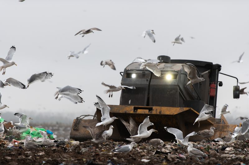 Machinery working on waste in landfill, refuse collection with bulldozer, a lots of birds