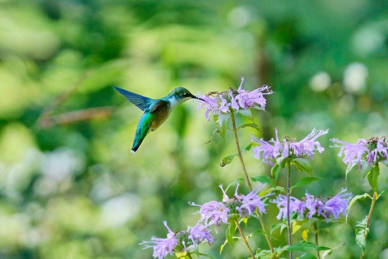 A majestic hummingbird flying near a flower and eating nectar from it
