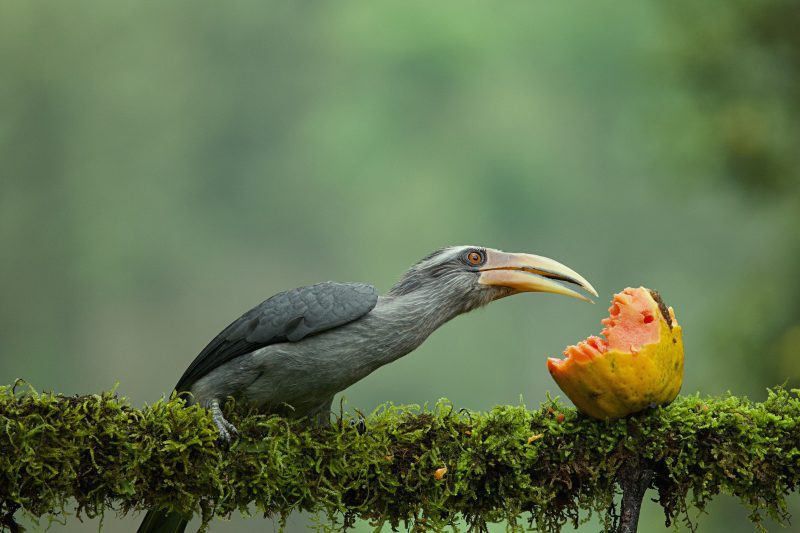 Malabar grey hornbill eating fruits with beautiful background at Coorg,Karnataka,India