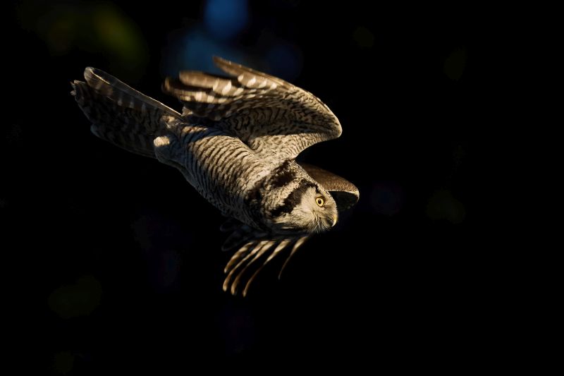 Northern hawk owl (Surnia ulula) in its natural environment