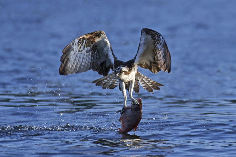 Osprey in flight with a fish in its claws in its natural habitat