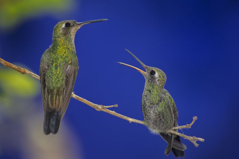 A pair of green hummingbirds standing on a thin branch, one of them with an open mouth