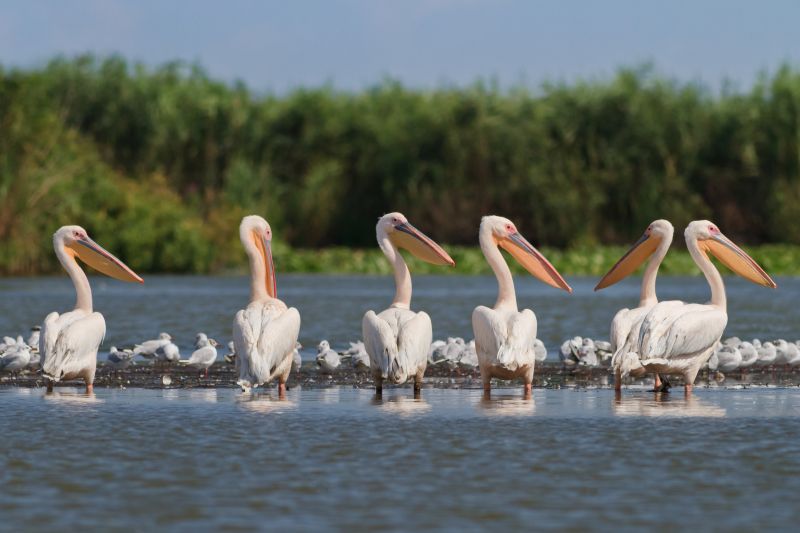 a group of pelicans in the Danube Delta, Romania