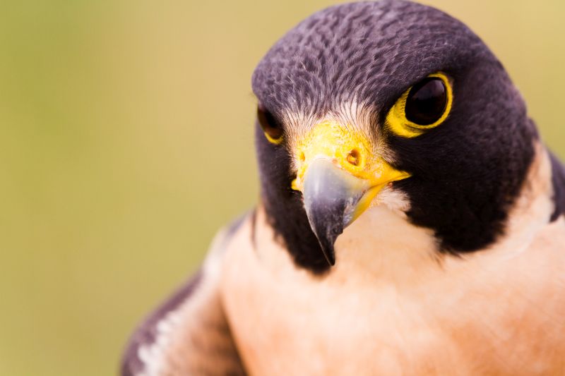 Close up of peregrine falcon in captivity.