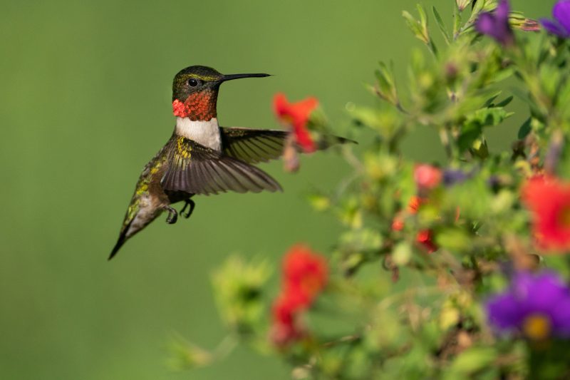Ruby-Throated-Hummingbird