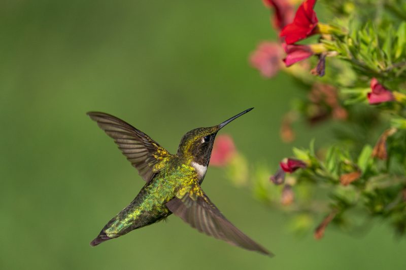 Ruby-throated-hummingbird