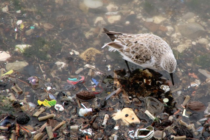 A selective focus shot of a sandpiper bird in a lake with the trash