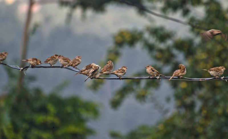 sparrows