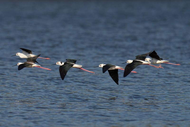 A stunning view of a flock of Black-Winged Stilts in mid-flight, soaring gracefully above the sea