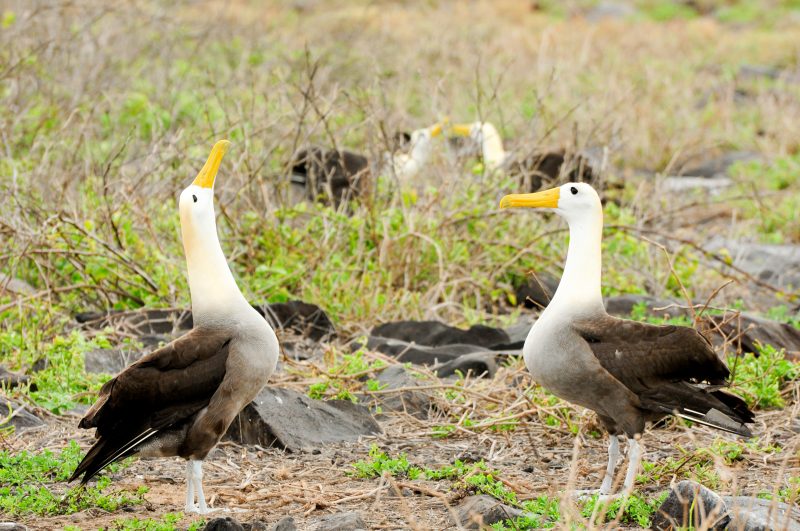 yellow headed waved albatross native to the galapagos islands