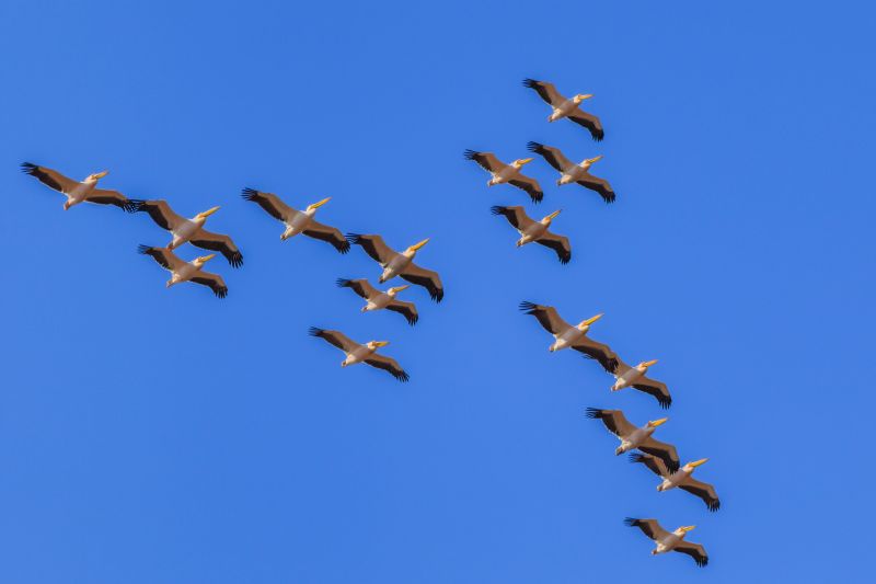 white pelicans (pelecanus onocrotalus) in flight in Danube Delta, Romania