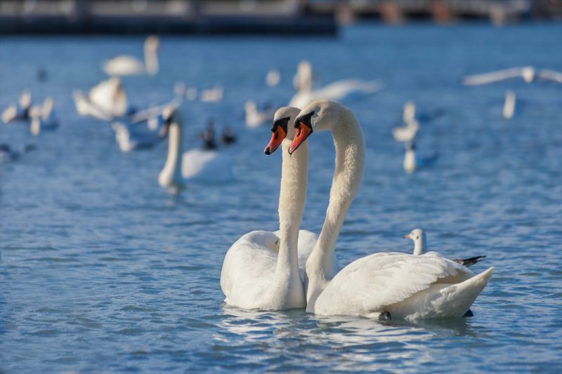 Beautiful white swans floating on the water
