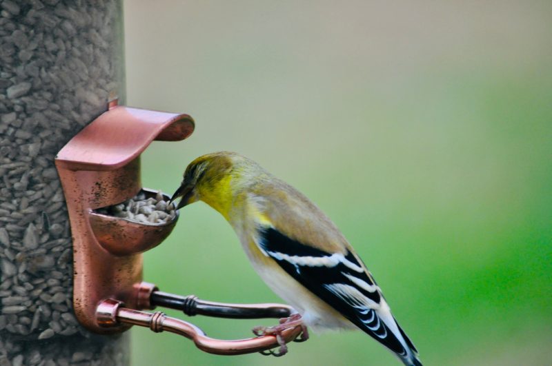 yellow-finch-perched-on-a-bird-feeder-eating-seeds